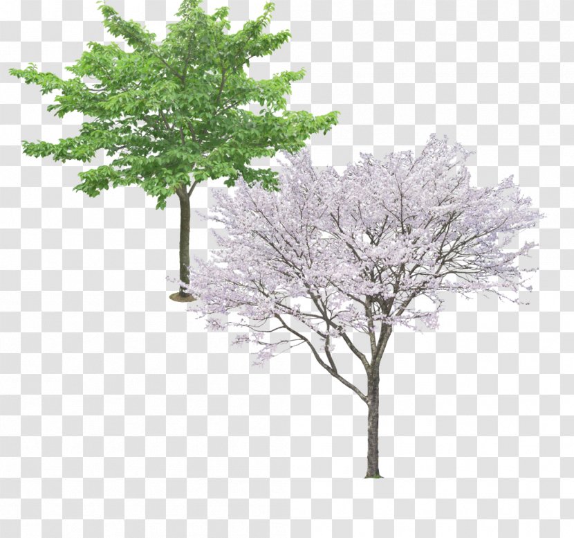 Tree Ginkgo Biloba Pine - Pear Evergreen Picture Material Transparent PNG
