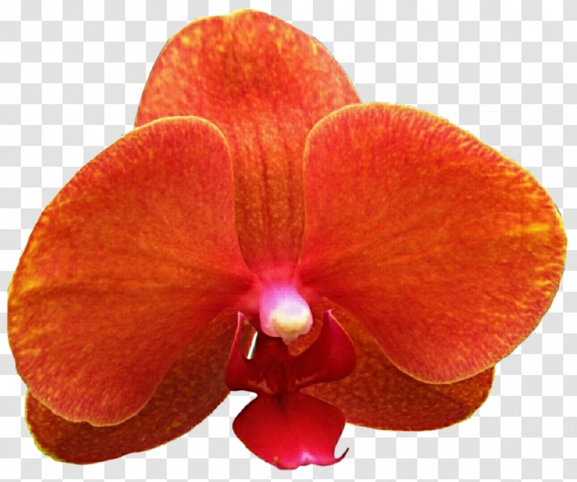 Moth Orchids Cattleya Stock Photography Clip Art - Flower - Burgundy Orchid Transparent PNG