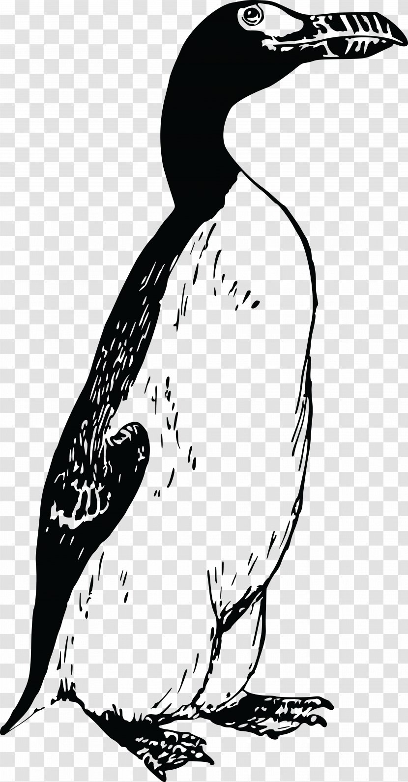 Great Auk Penguin Bird Clip Art - Organism - Penguins Transparent PNG