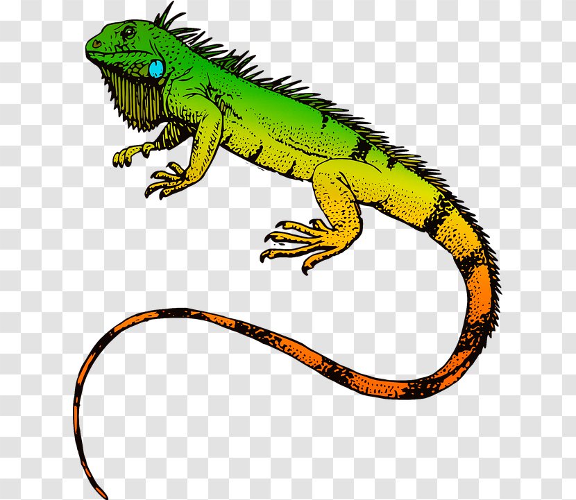 Green Wall - Lizard - Agama Iguana Transparent PNG