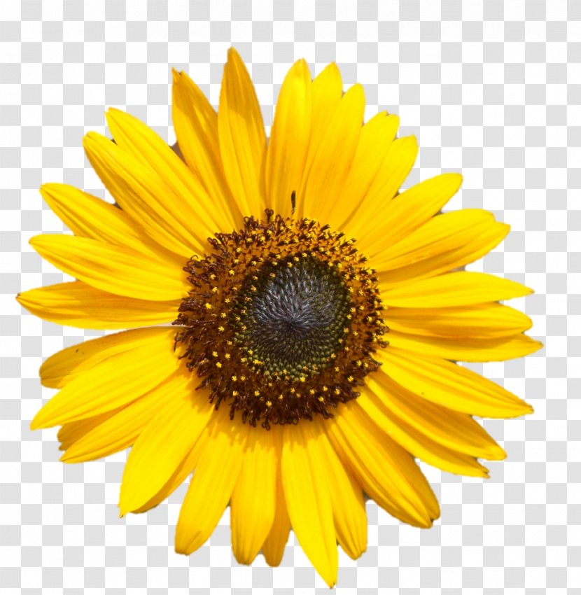 Common Sunflower Image Yellow Stock Photography - Seed - Flower Transparent PNG