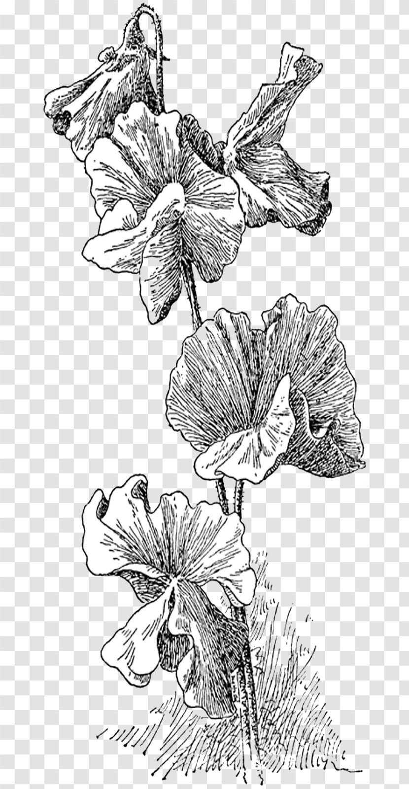 Sweet Pea Digital Stamp Drawing Clip Art Transparent PNG