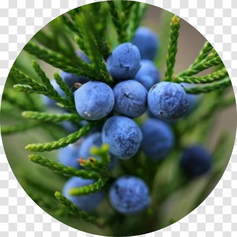 Juniper Berry Essential Oil Extraction Common - Evergreen Transparent PNG