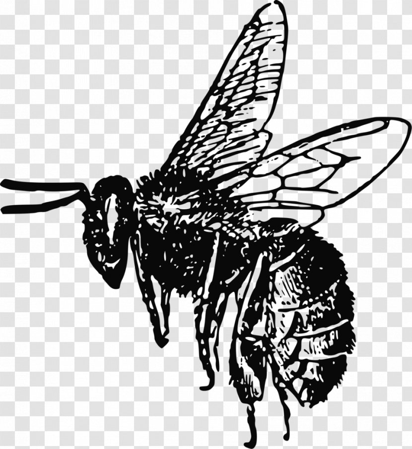 Honey Bee Insect Clip Art - Monochrome Photography Transparent PNG