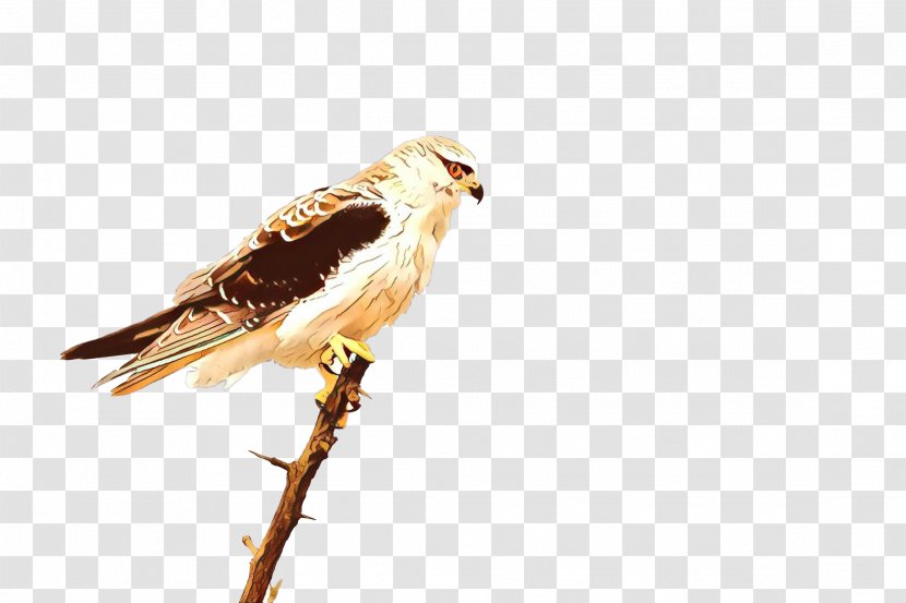 Bird Cartoon - Cuculiformes - Northern Harrier Perching Transparent PNG