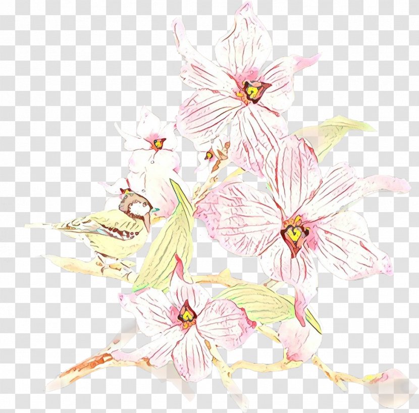 Flower Pink Plant Petal Wildflower - Herbaceous Blossom Transparent PNG