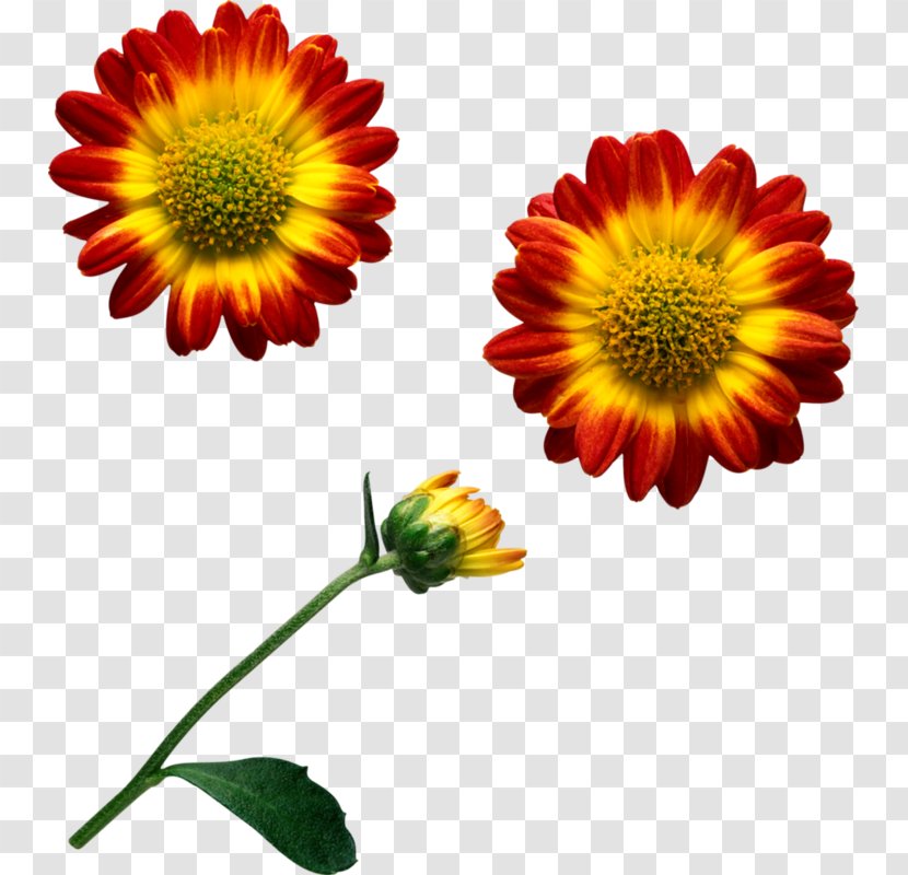 Common Daisy Cut Flowers Transvaal Chrysanthemum - Blanket - Flower Transparent PNG