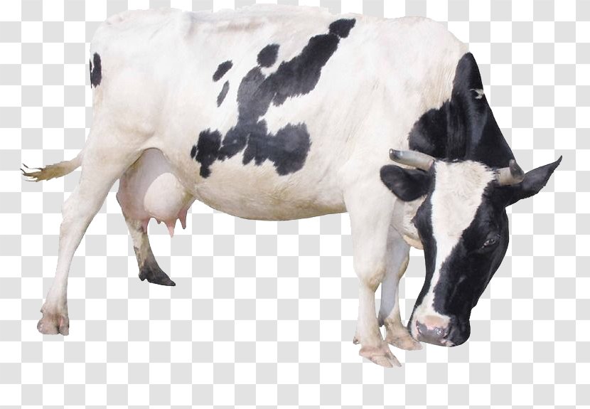 Dairy Cattle Milk Livestock - Megabyte - Bow Cows Transparent PNG