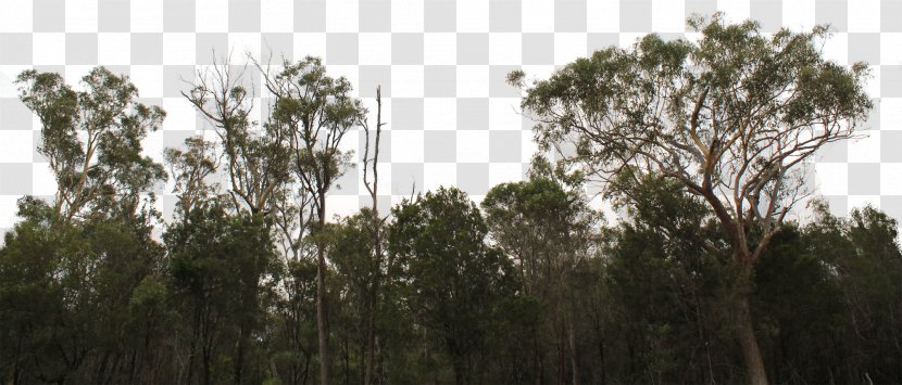 Tree Line Building Lumber Shrub - Ecosystem - Forest Transparent PNG