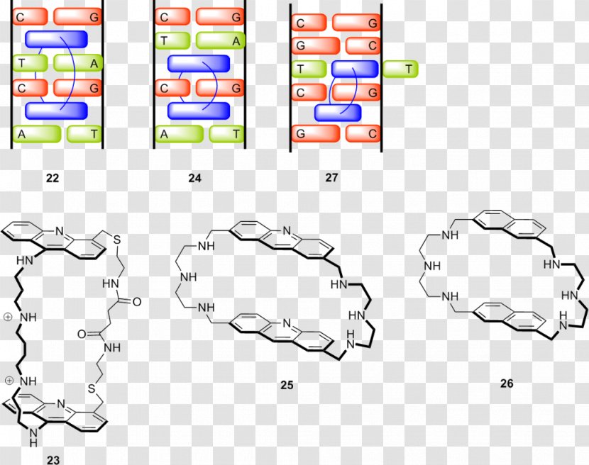 Supramolecular Chemistry Molecule Organism - Tree - Watercolor Transparent PNG