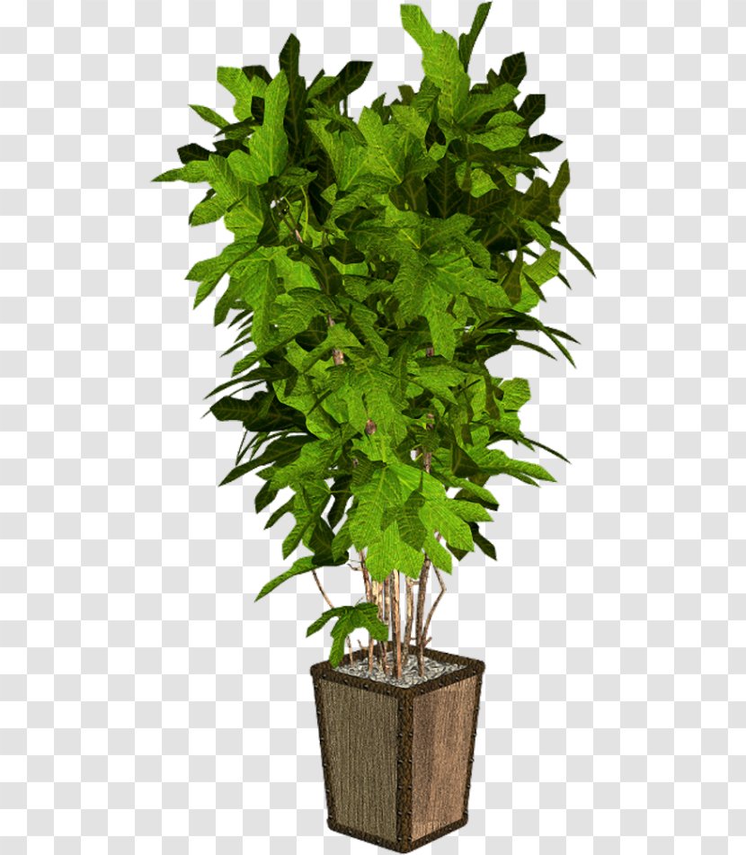 Flowerpot Houseplant Tree - Shrub Transparent PNG