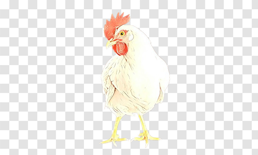 Chicken Bird Rooster White Comb Transparent PNG