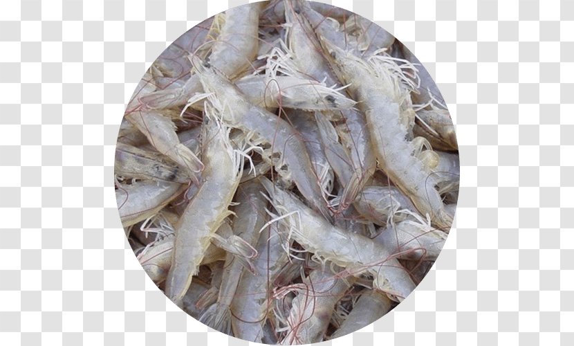 Giant Tiger Prawn Whiteleg Shrimp Caridea Seafood - Farming Transparent PNG