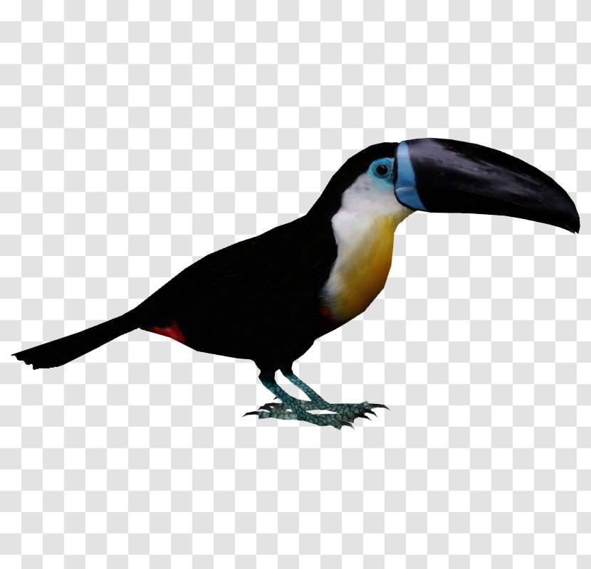 Channel-billed Toucan Bird Piciformes Woodpecker Transparent PNG