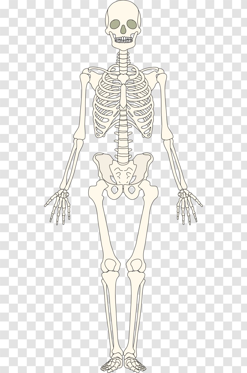 The Skeletal System Human Skeleton Bone - Frame - Bones Transparent PNG