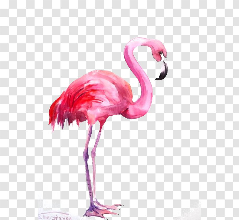 Flamingo Watercolor Painting - Vertebrate - Flamingos Transparent PNG