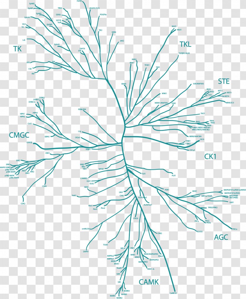 Kinome Twig Dual-specificity Kinase Plant Stem - Drawing - Al Abrar Mecca Transparent PNG