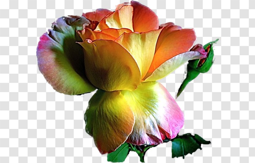 Blessing Morning Greeting God Bless You Happiness - Religious Image - Cut Flowers Transparent PNG