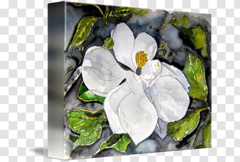 Magnoliaceae Flowering Plant Painting - Spring - Magnolia Flower Transparent PNG