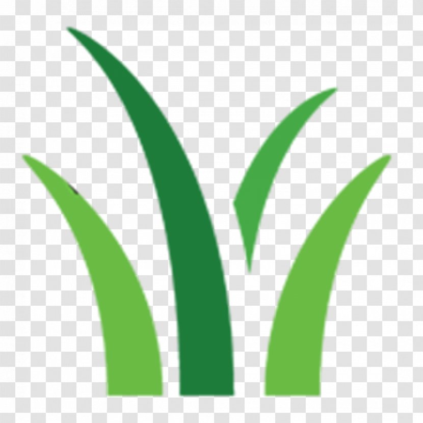 Logo Leaf Font Brand Plant Stem - Grass Transparent PNG