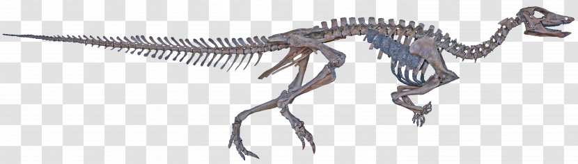 Tyrannosaurus Thescelosaurus Velociraptor Hell Creek Formation Late Cretaceous - Organism - Joe Jonas Transparent PNG