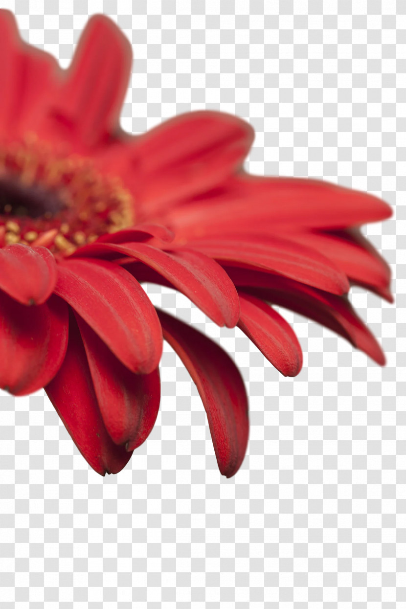 Transvaal Daisy Cut Flowers Petal Red Flower Transparent PNG