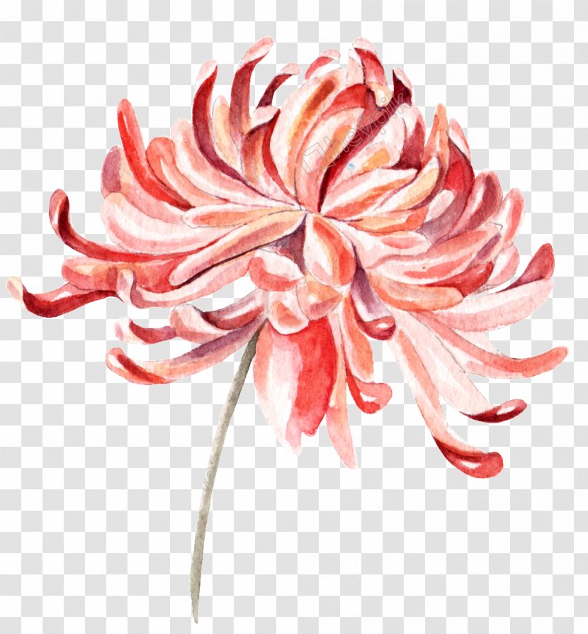 Chrysanthemum Design Image Vector Graphics - Flowering Plant Transparent PNG