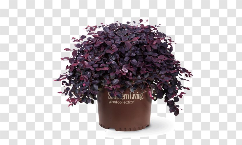 Shrub Chinese Fringe Flower Garden Southern Living Evergreen - Pruning - Large Potted Plants Transparent PNG