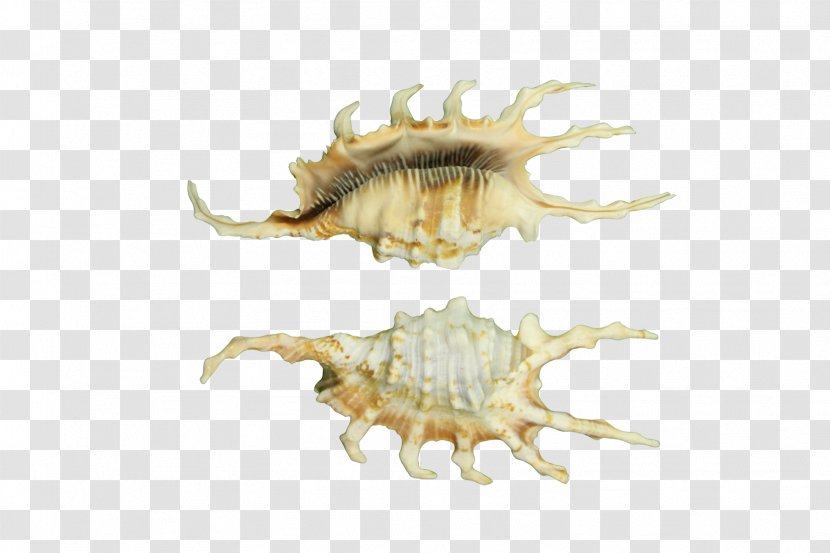 Pecten Seashell Conch Shells Collector Invertebrate Transparent PNG