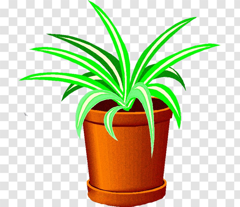 Palm Tree - Houseplant Transparent PNG