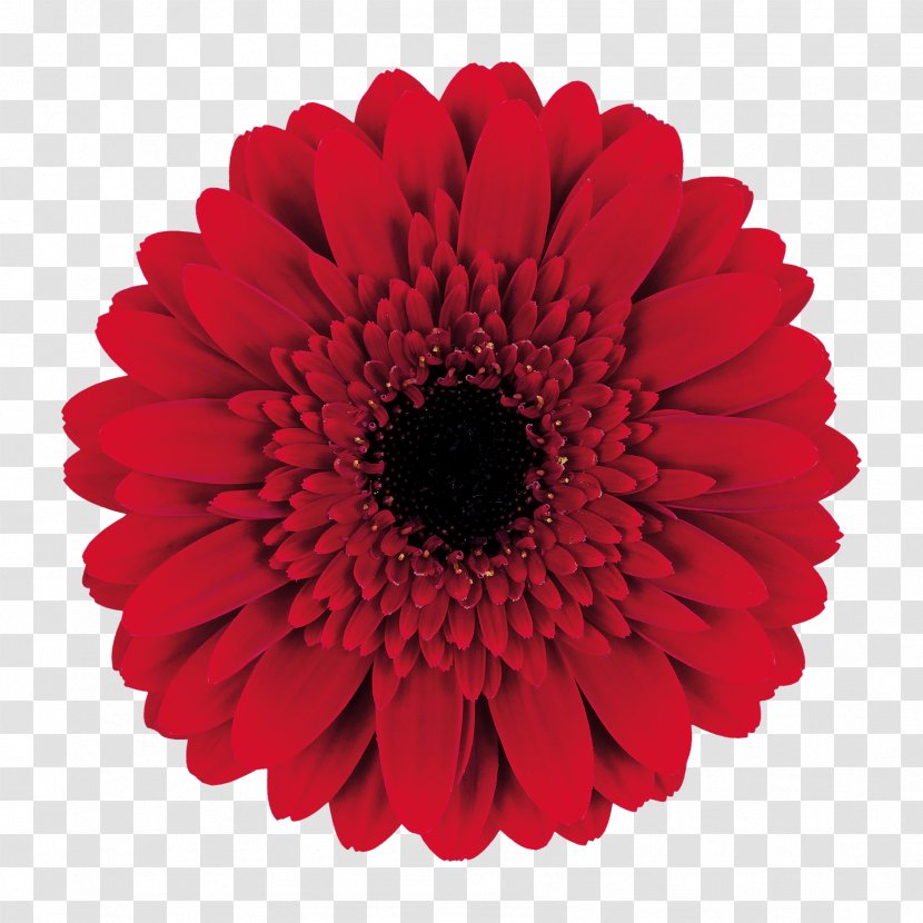 Cutting Tool Transvaal Daisy Gear - Chrysanths - Price Transparent PNG