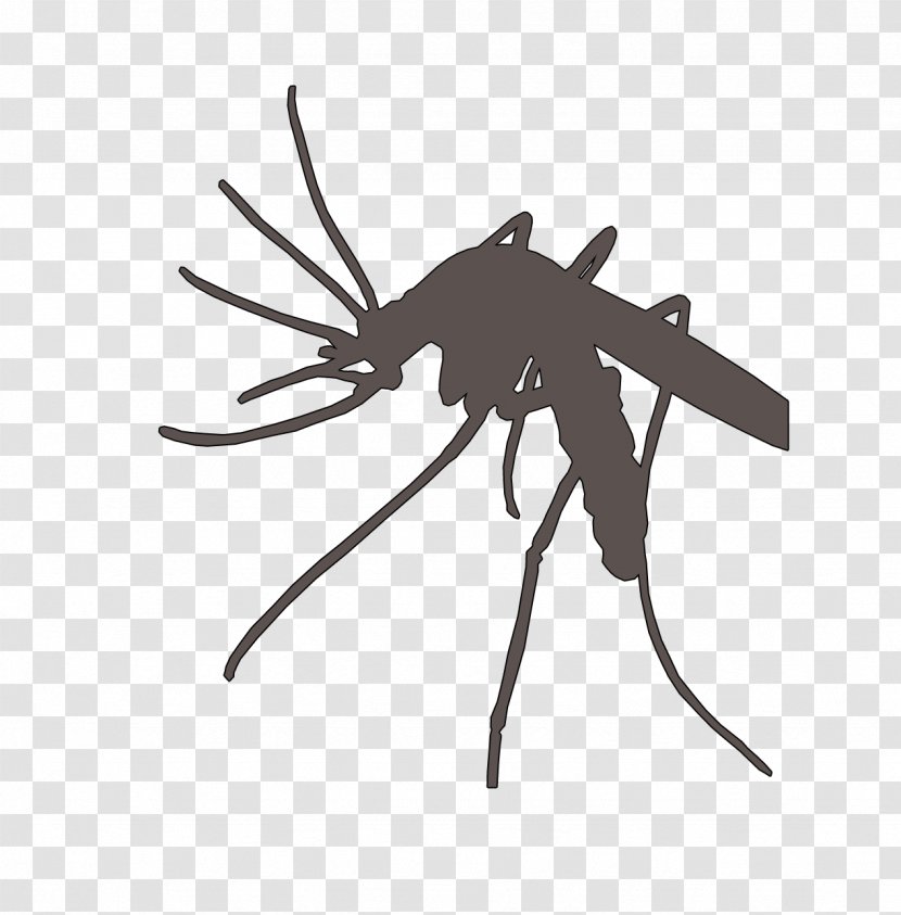 Marsh Mosquitoes Flying Mosquito Nets & Insect Screens Malaria - Malariamuggen Transparent PNG