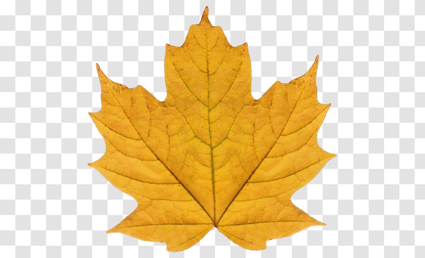 Maple Leaf Plane Trees Tree Family Transparent PNG