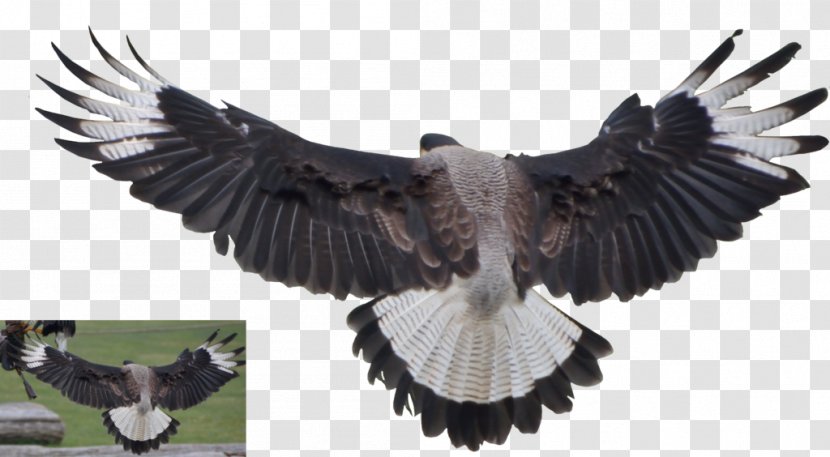 Vulture Bald Eagle - Feather Transparent PNG