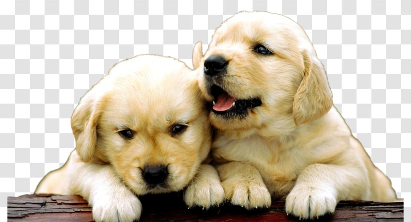 Golden Retriever Labrador Puppy Beagle Dobermann - Companion Dog Transparent PNG