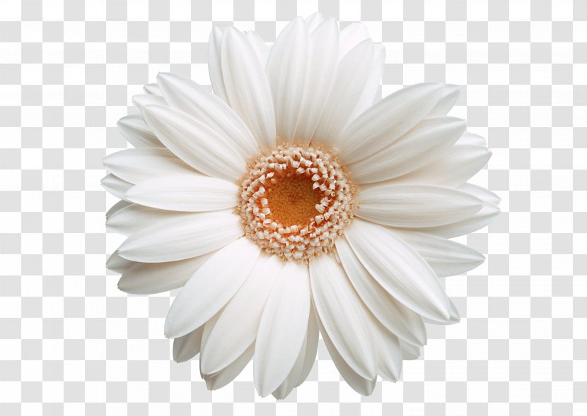 Software Clip Art - Oxeye Daisy - White Chrysanthemum Picture Material Transparent PNG