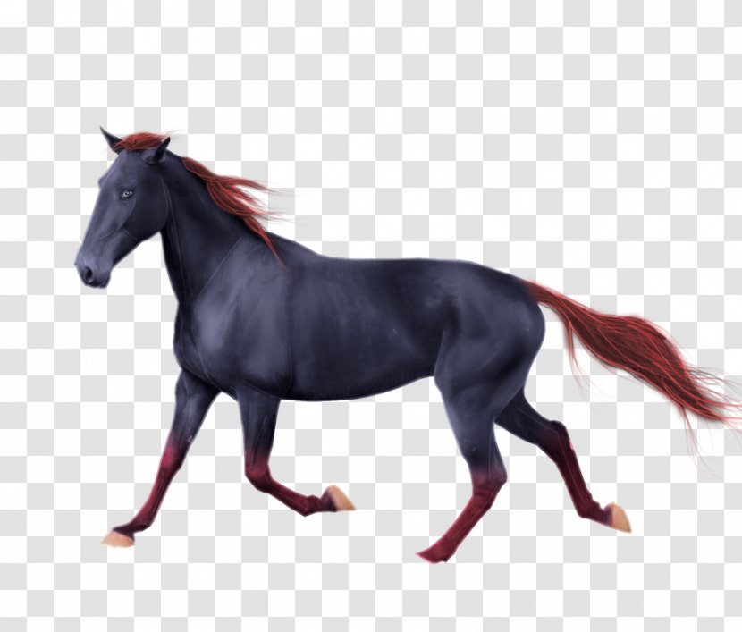 American Paint Horse Andalusian Mustang Quarter Mane Transparent PNG