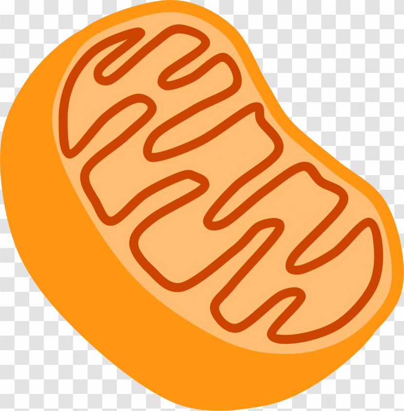 Mitochondrion Free Content Organelle Clip Art - Cell Biology - Nucleolus Cliparts Transparent PNG