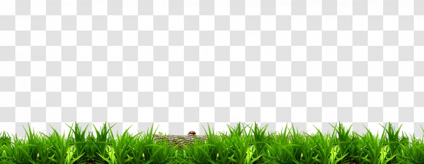 Lawn Desktop Wallpaper High-definition Television Green - Tmall Super Brand Day Transparent PNG