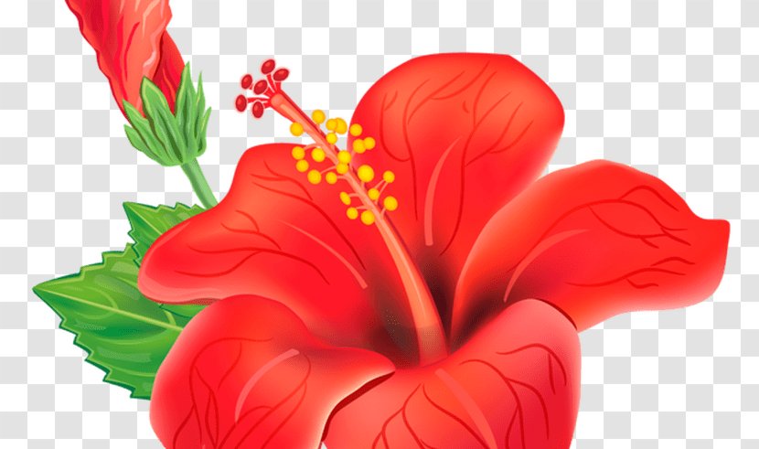 Flower Shoeblackplant Clip Art - Flowering Plant - Creative Tropical Floral Transparent PNG