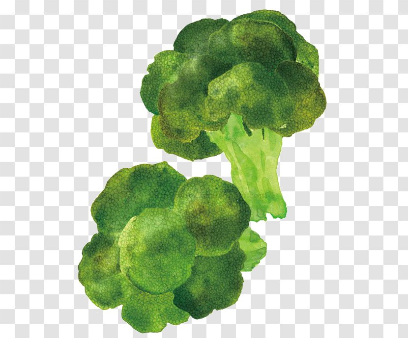 Broccoli Cartoon Illustrator Food Illustration - Organism Transparent PNG