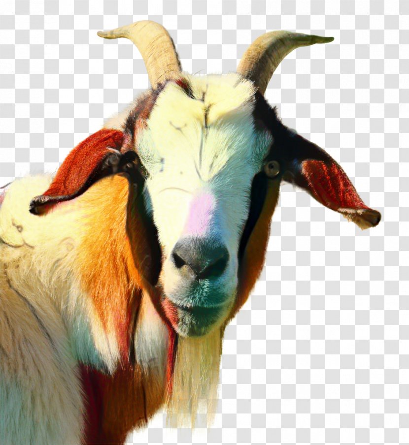 Russian White Goat Image Girgentana Vertebrate - Paint - Animal Transparent PNG