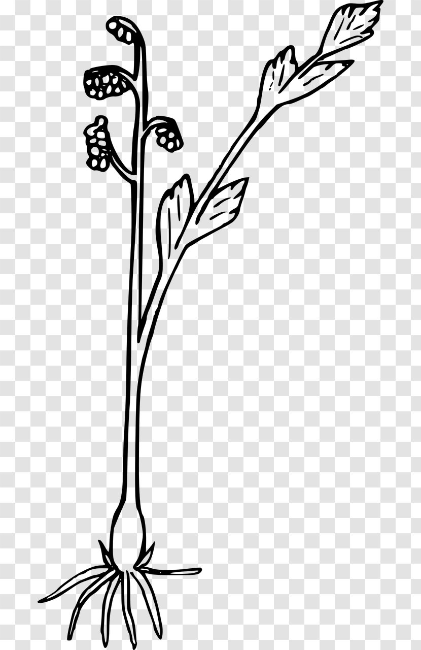 Clip Art - Flowering Plant - Wildflower Transparent PNG