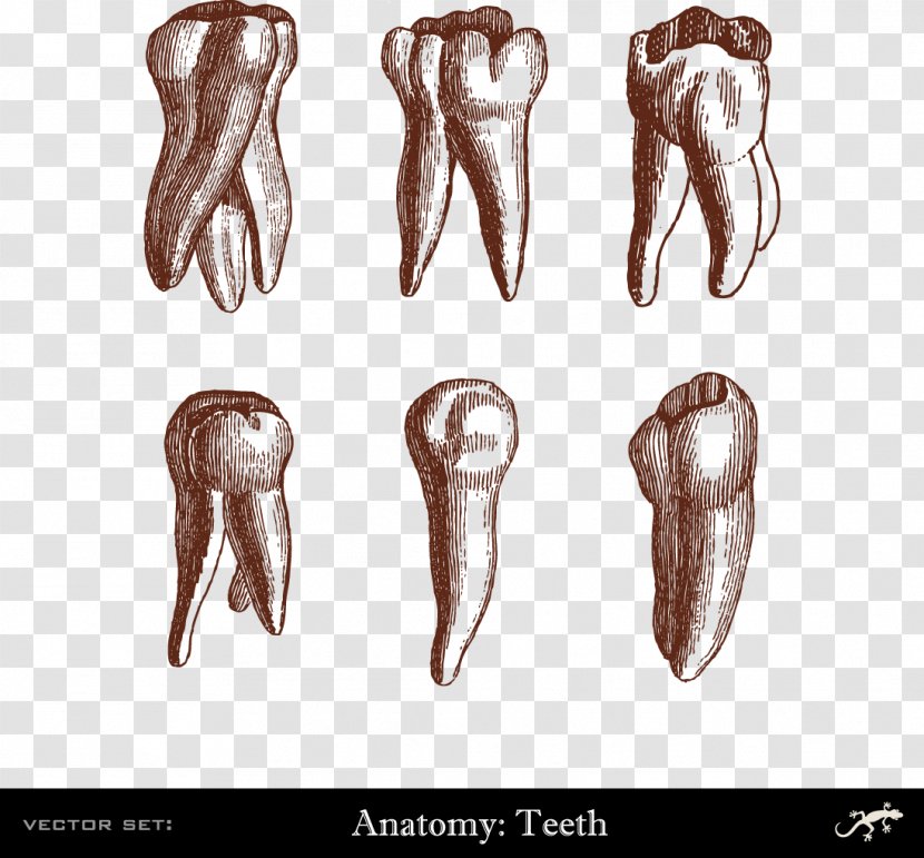 Human Tooth Dentistry Illustration - Cartoon - Teeth Transparent PNG