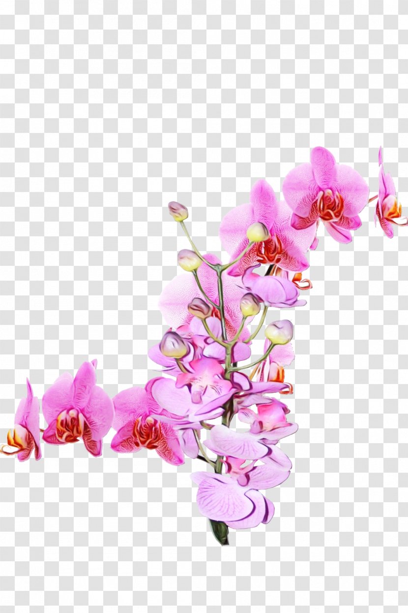 Flower Moth Orchid Pink Plant Branch - Cut Flowers Transparent PNG