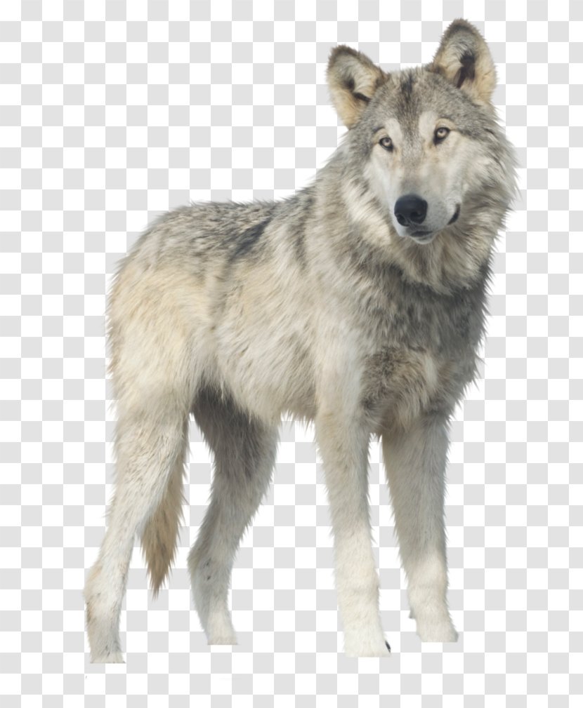 Gray Wolf Clip Art - Pack - White Transparent PNG