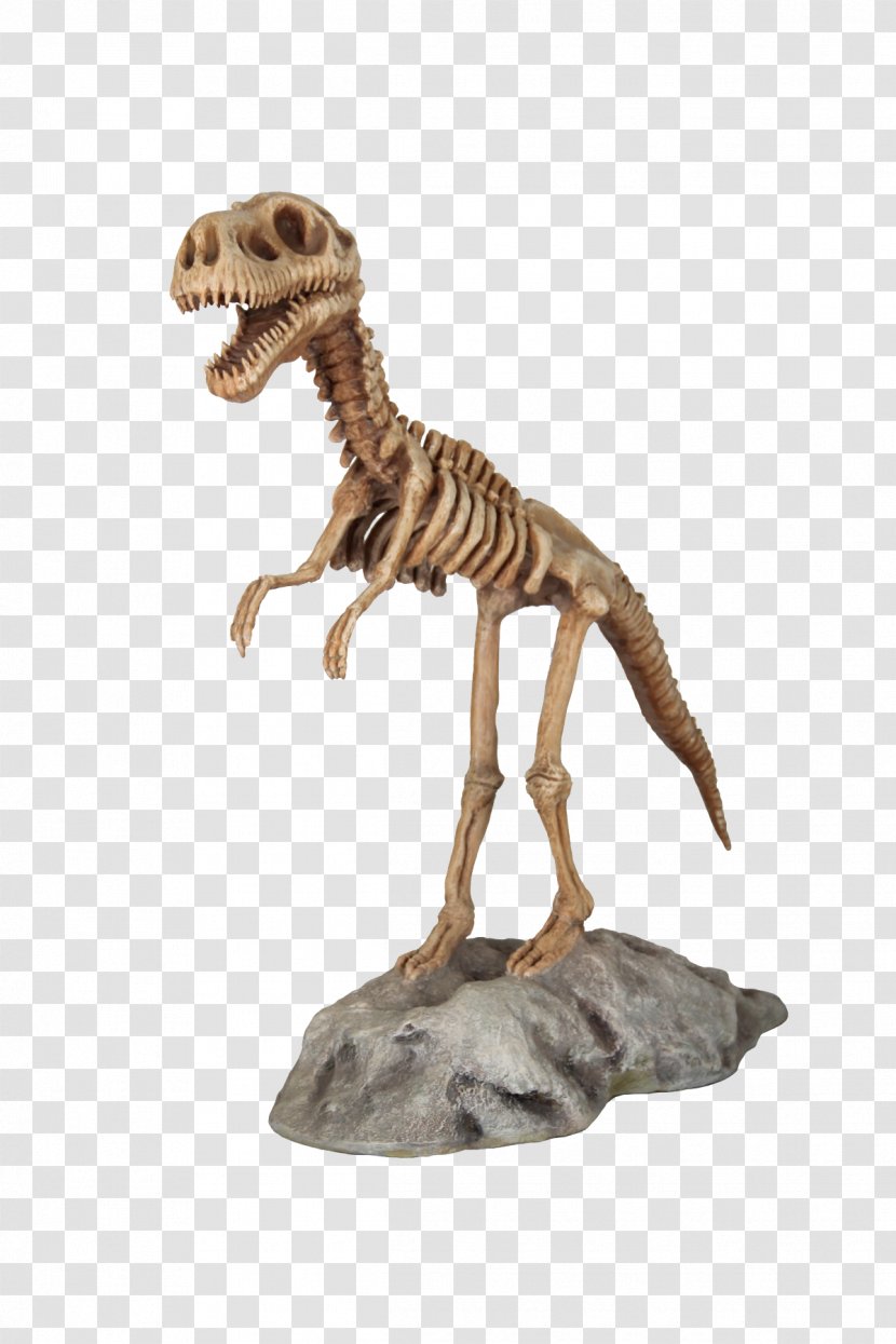 Tyrannosaurus Velociraptor Figurine Terrestrial Animal - T Rex Skeleton Transparent PNG