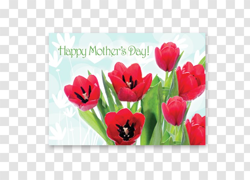 Greeting & Note Cards Mother's Day Tulip Gift - Mother Transparent PNG