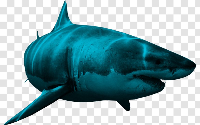 Bull Shark Great White Clip Art - Tiburon Transparent PNG