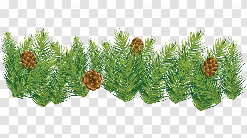 Fir Pine Spruce Conifer Cone - Material Transparent PNG